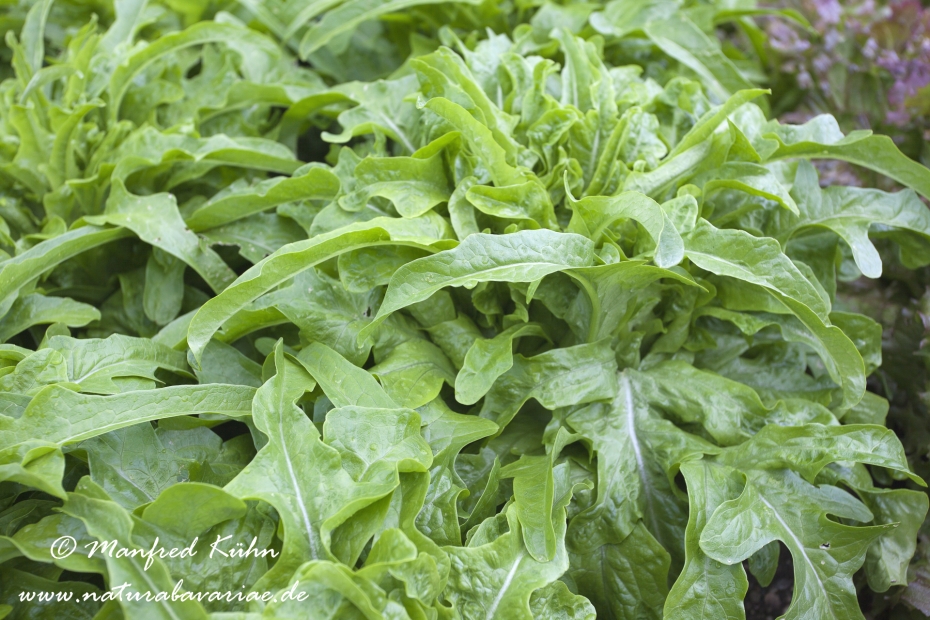 Eichbalttsalat ()_0001