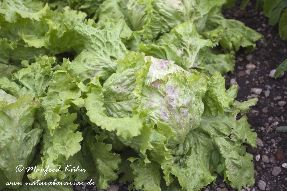 Eisbergsalat ()_0001