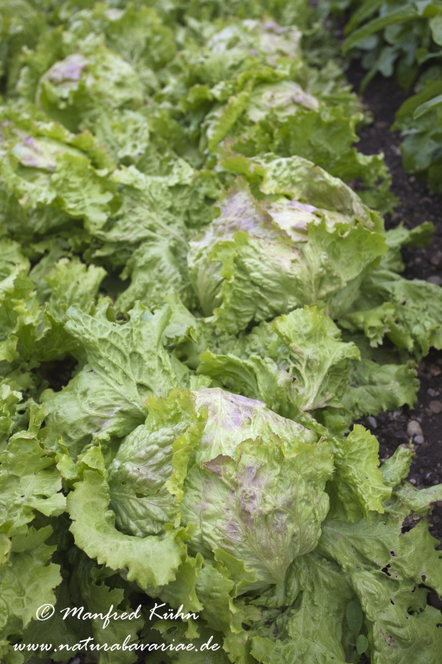 Eisbergsalat ()_0004