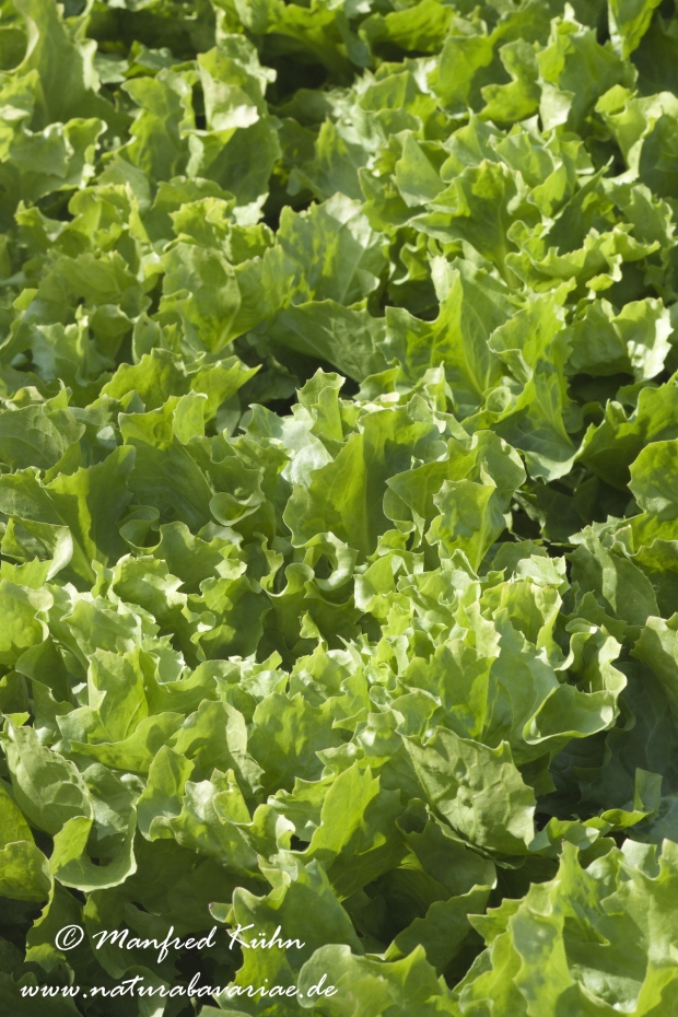 Endivien (Salat)_0002