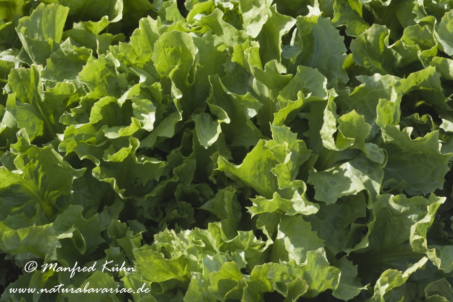 Endivien (Salat)_0003