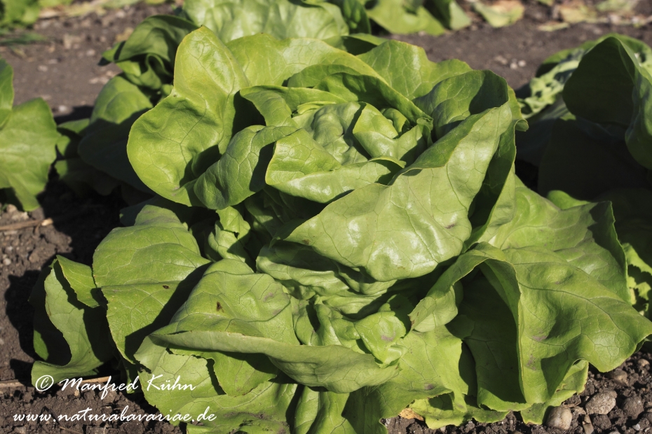 Kopfsalat ()_0002