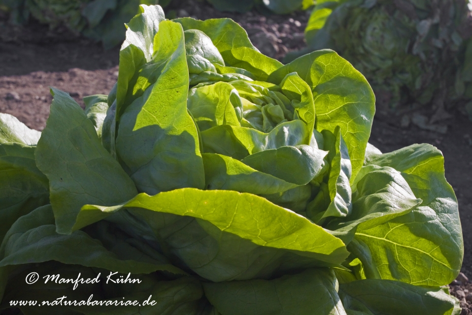 Kopfsalat ()_0005