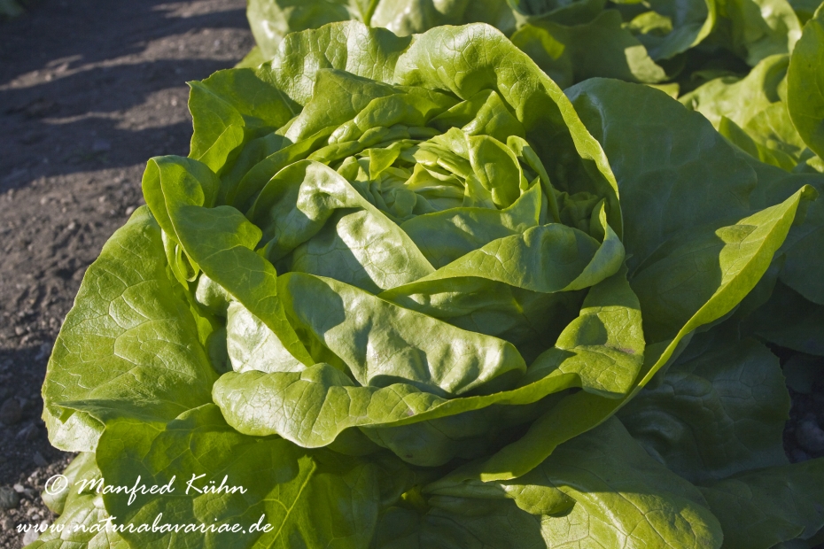 Kopfsalat ()_0006