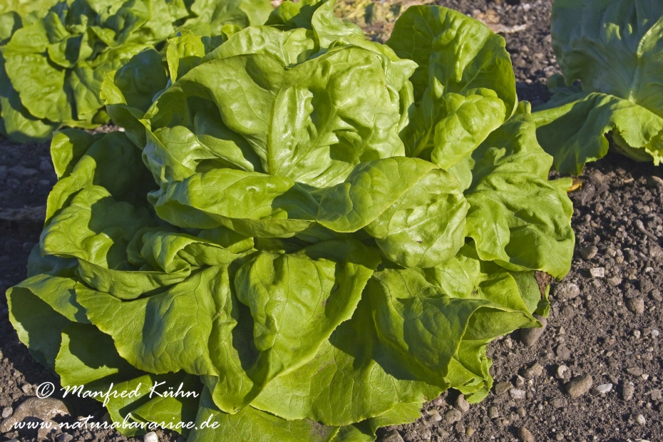 Kopfsalat ()_0007