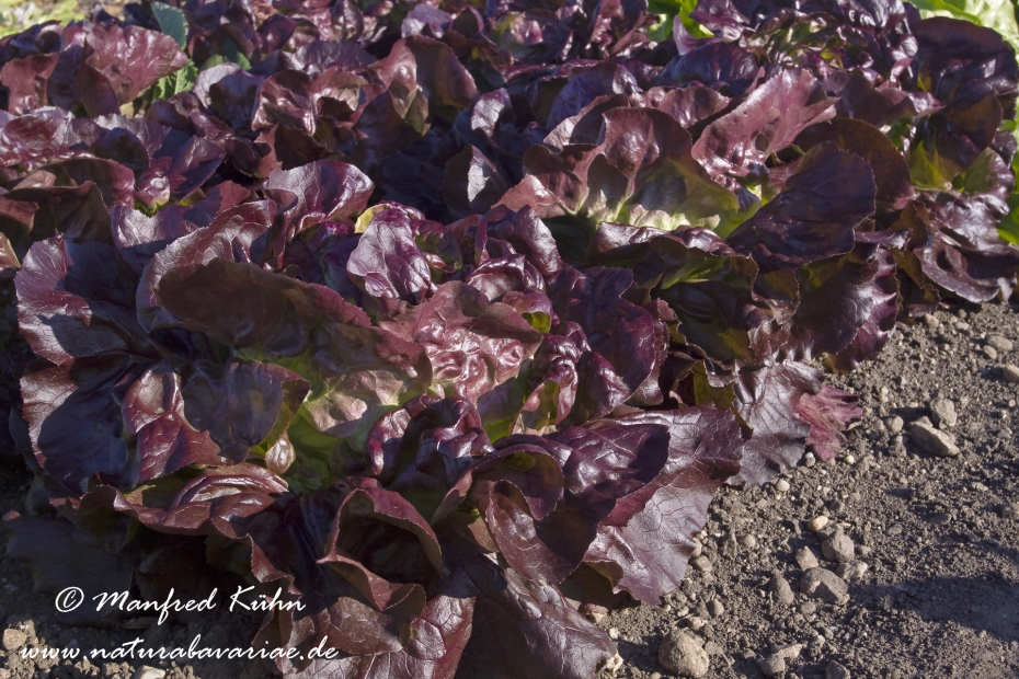 Kopfsalat (rot)_0009