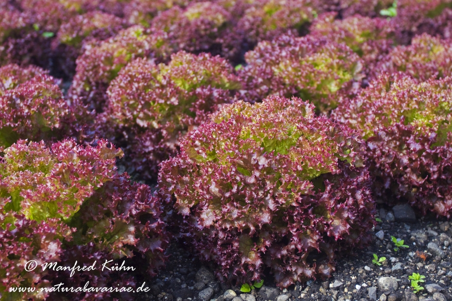 Lollo Rosso ()_0006