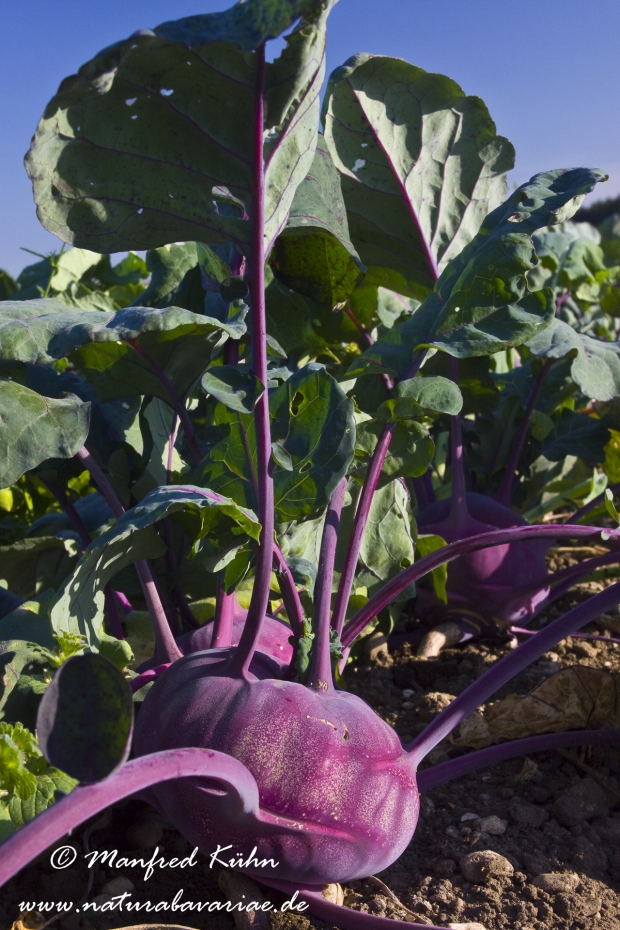 Kohlrabi ()_0020