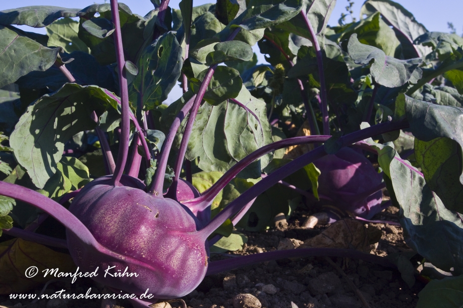 Kohlrabi ()_1075