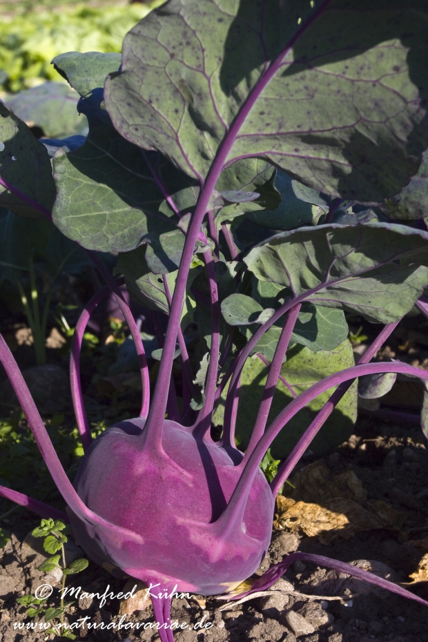 Kohlrabi ()_8636