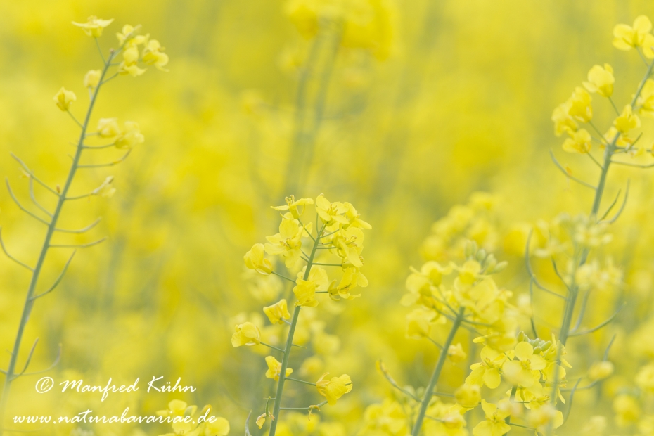 Raps ()_0006