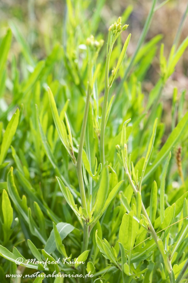 Rucola ()_0011
