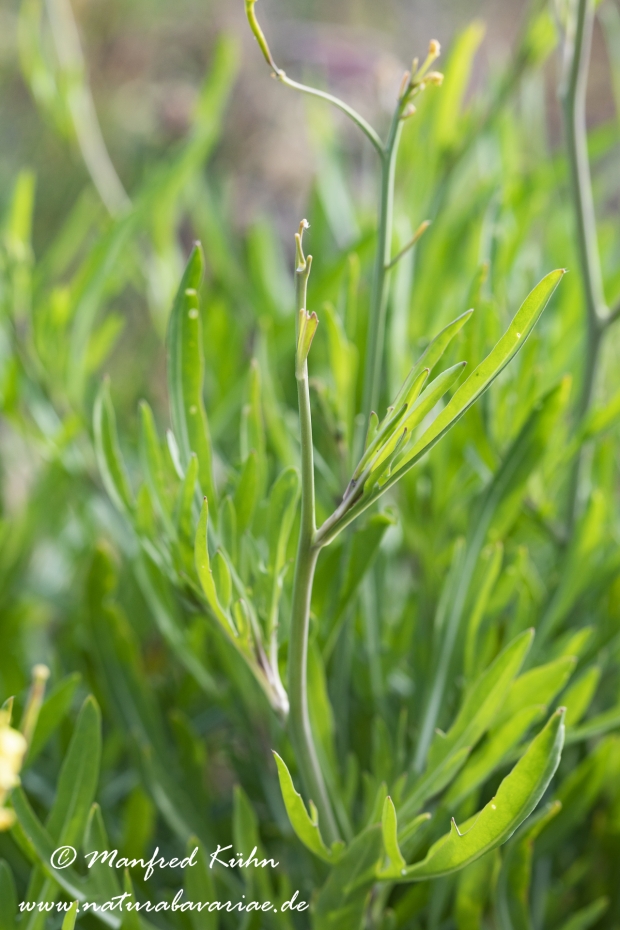 Rucola ()_0012