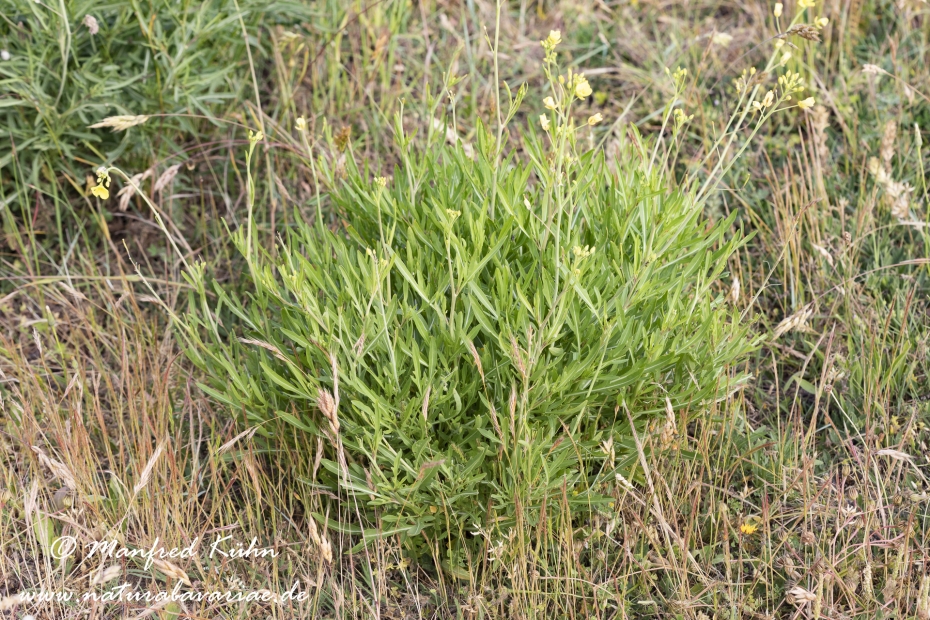 Rucola ()_0013