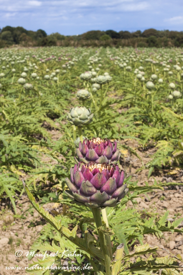 Artischocke (Feld)_0005