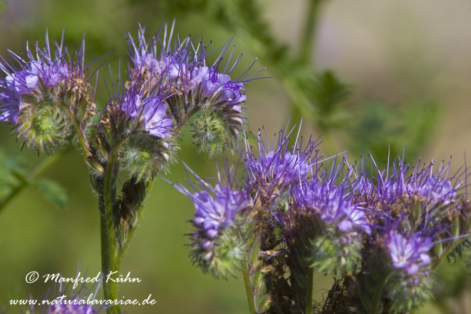 Phacelia ()_0001