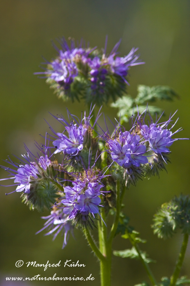 Phacelia ()_0003