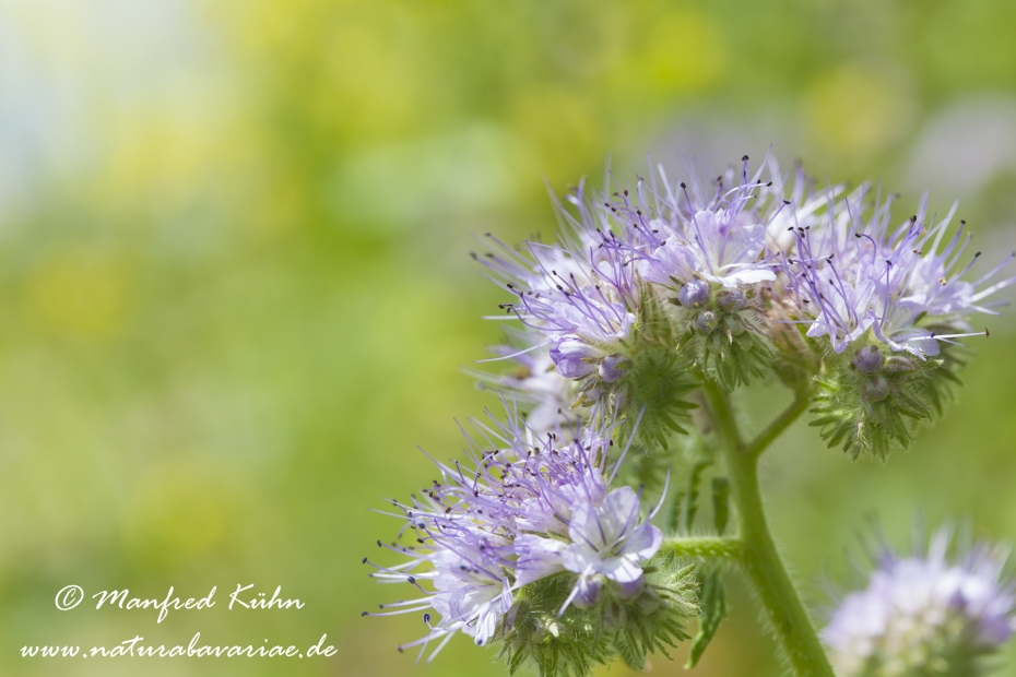 Phacelia ()_0005