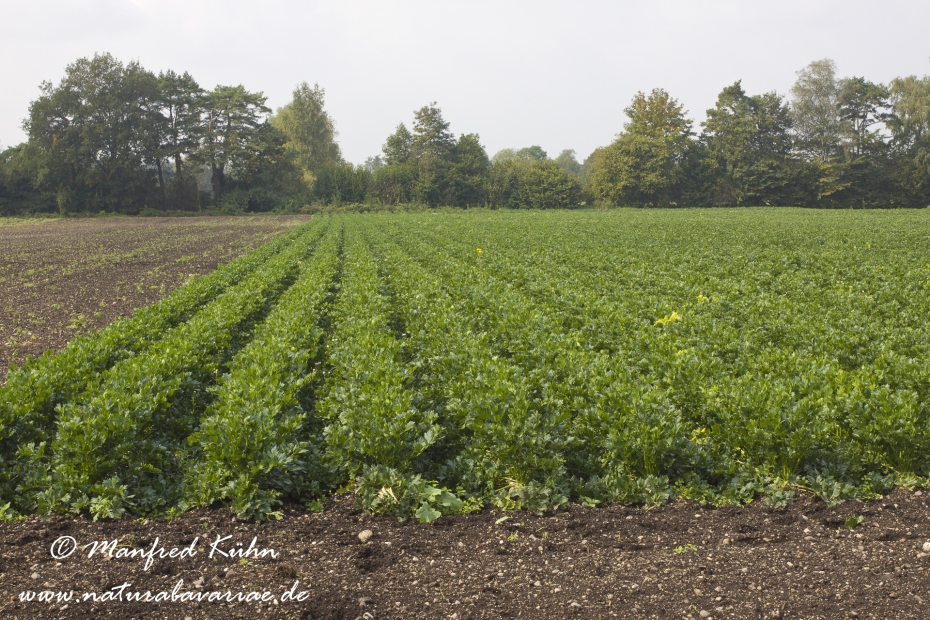 Sellerie ()_0008