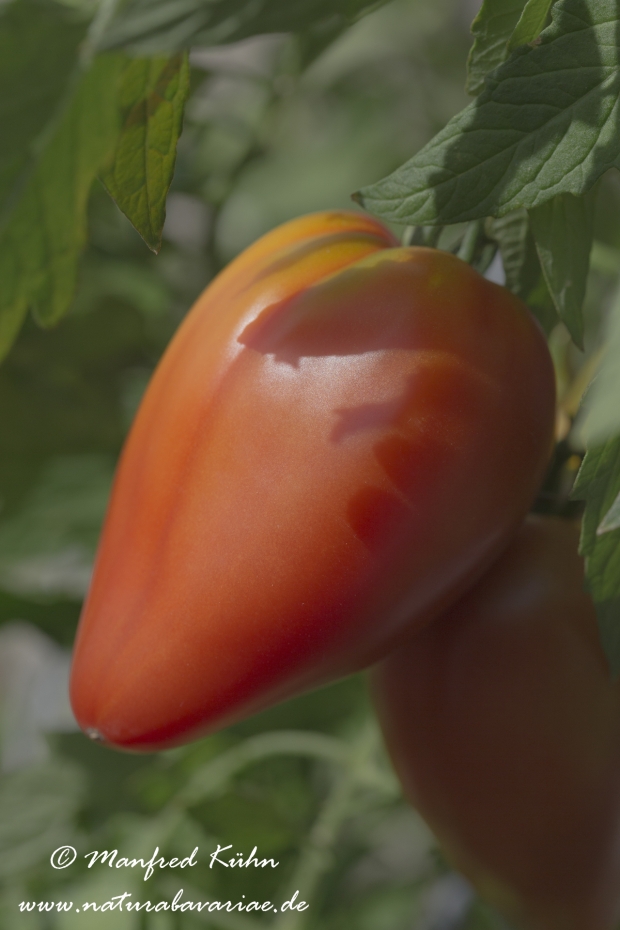 Tomate ()_0005