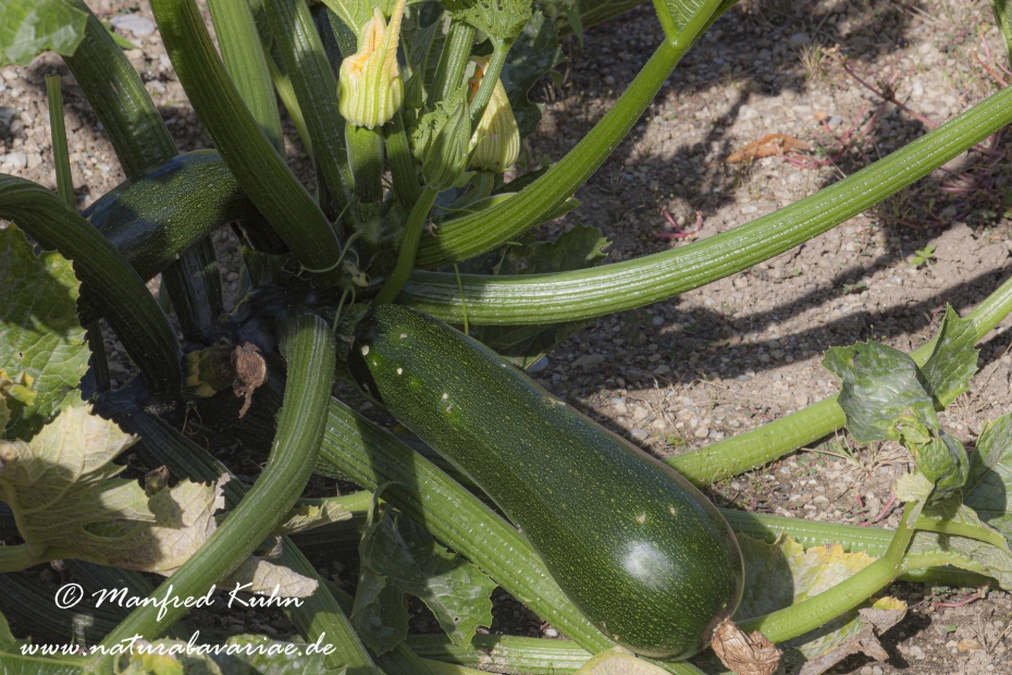Zuccini ()_0001