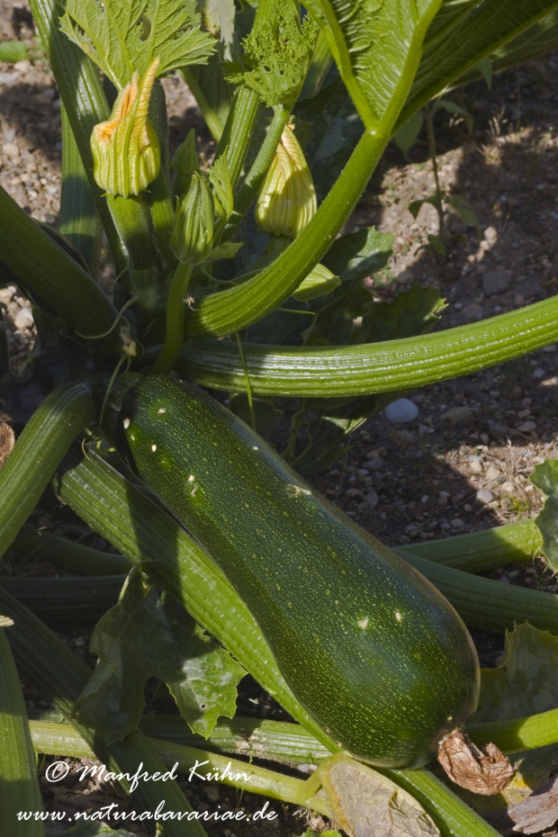 Zuccini ()_0002