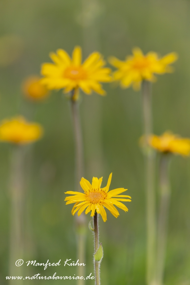 Arnika ()_0017
