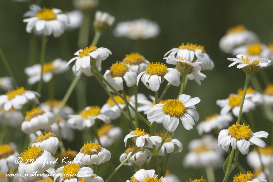 Balsamkraut ()_0002