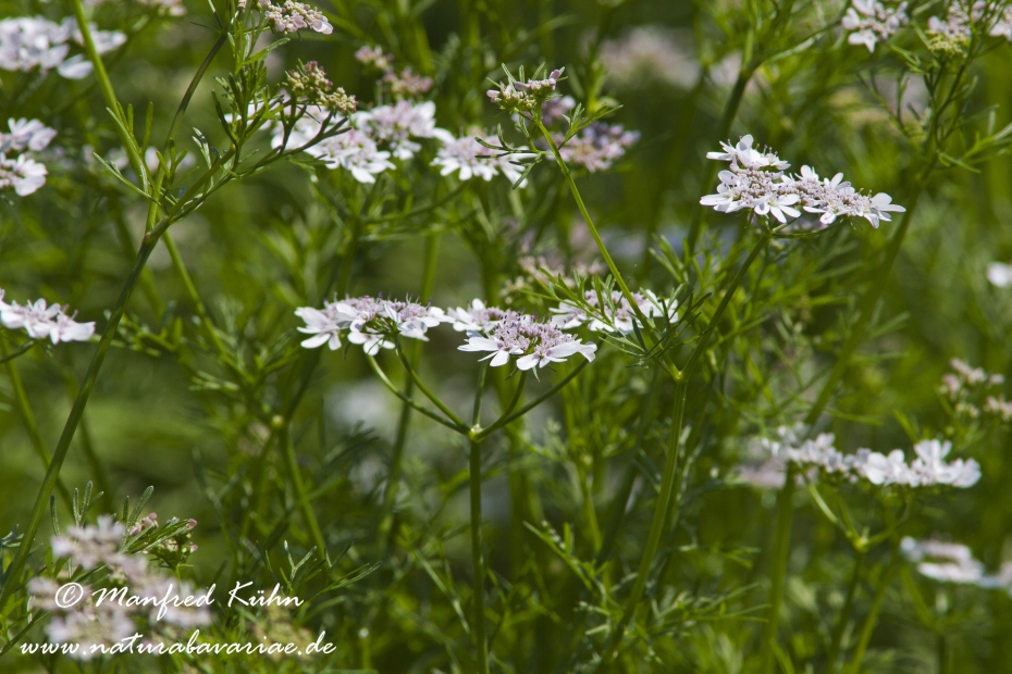Koriander ()_8381