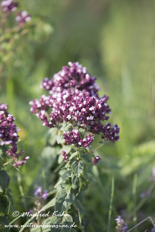 Oregano (Dost)_0001