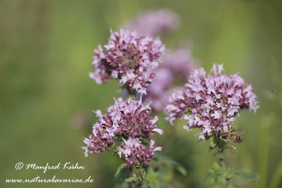Oregano (Dost)_0002
