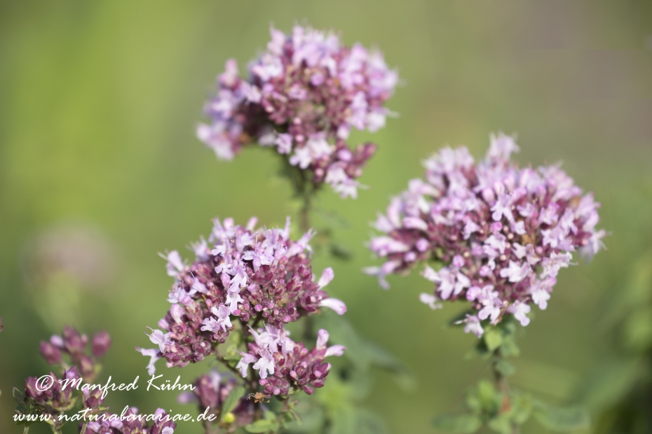 Oregano (Dost)_0005