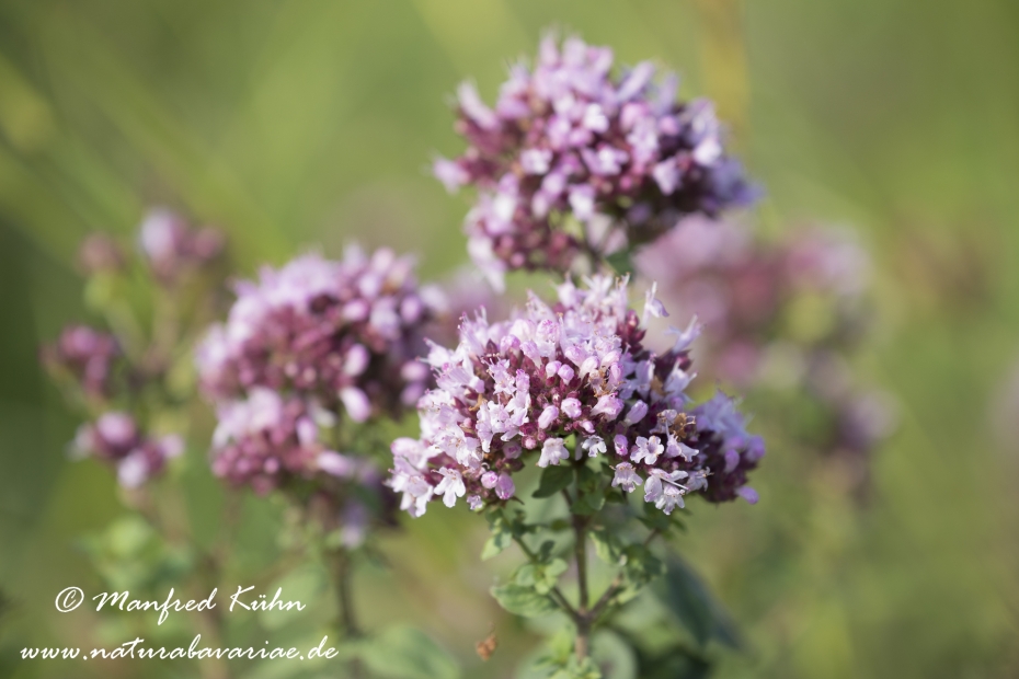 Oregano (Dost)_0007