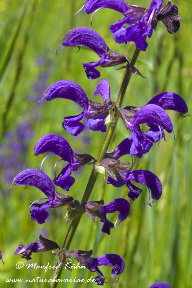 Salbei (Wiesen-)_0010