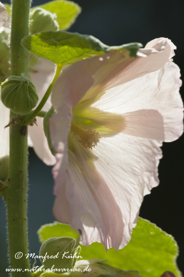 Stockrose ()_0001