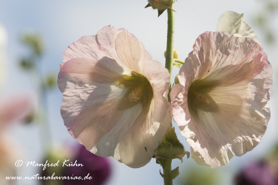 Stockrose ()_0004