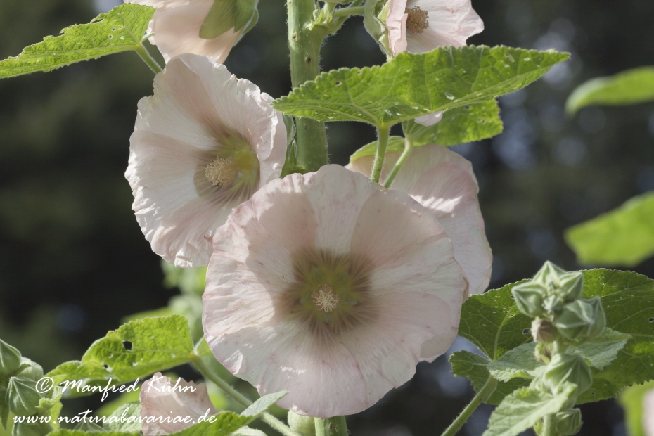 Stockrose ()_0005