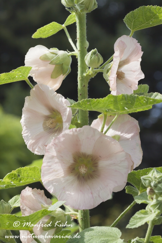 Stockrose ()_0006