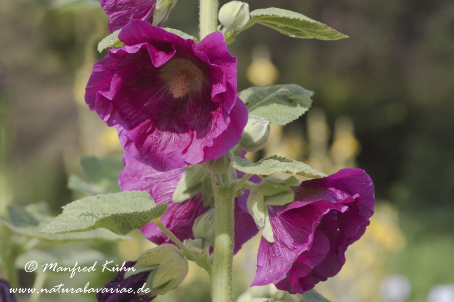 Stockrose ()_0008
