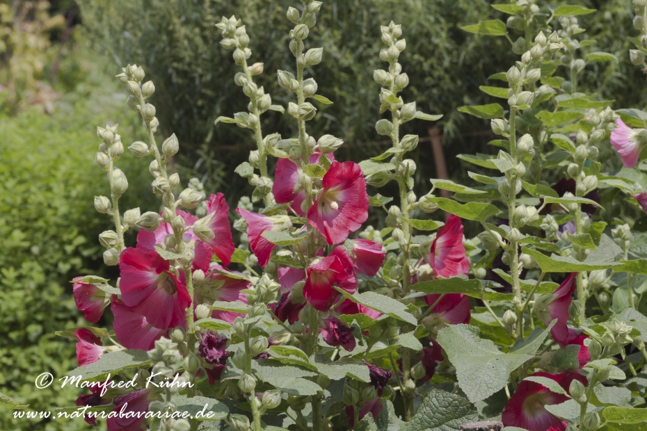 Stockrose ()_0009