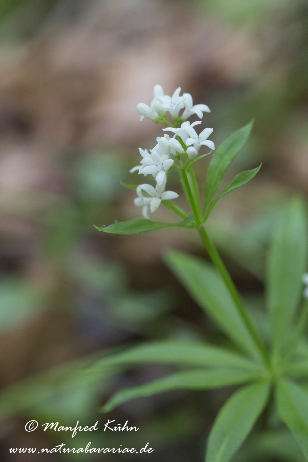 Waldmeister ()_0001