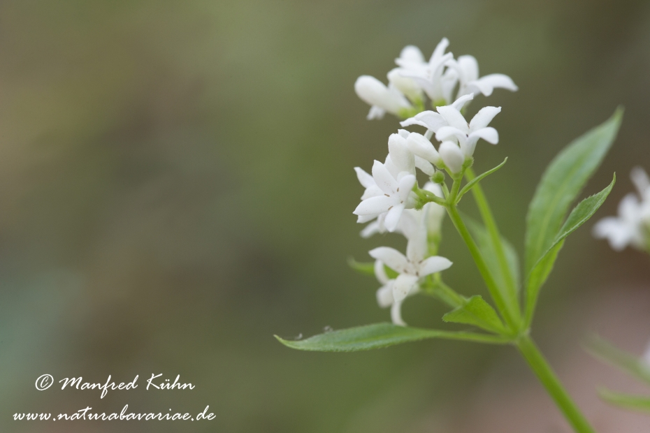 Waldmeister ()_0005