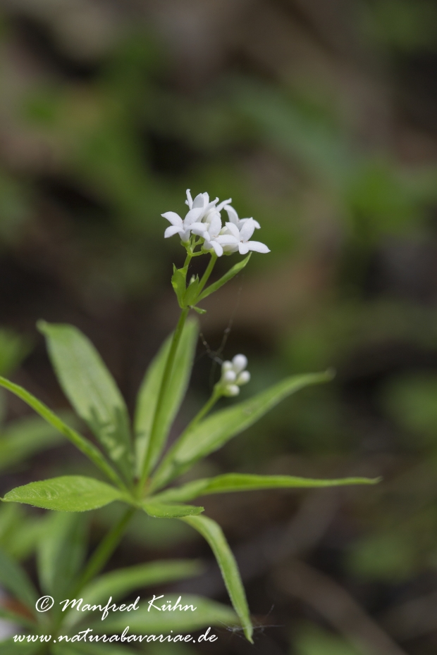 Waldmeister ()_0009