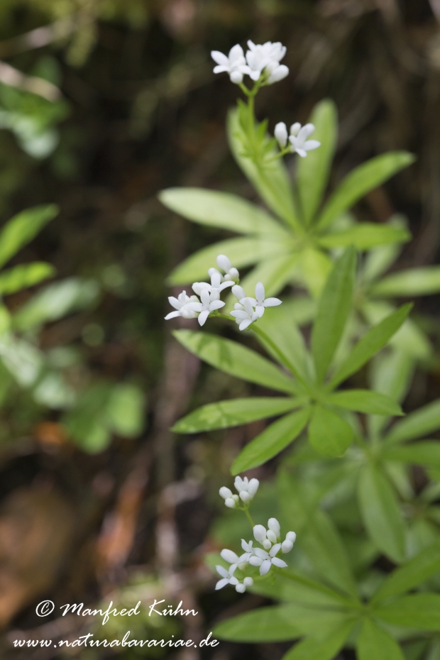 Waldmeister ()_0015