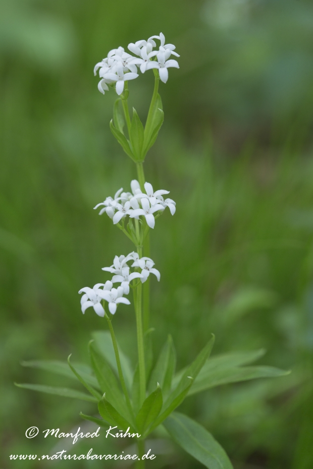 Waldmeister ()_0019