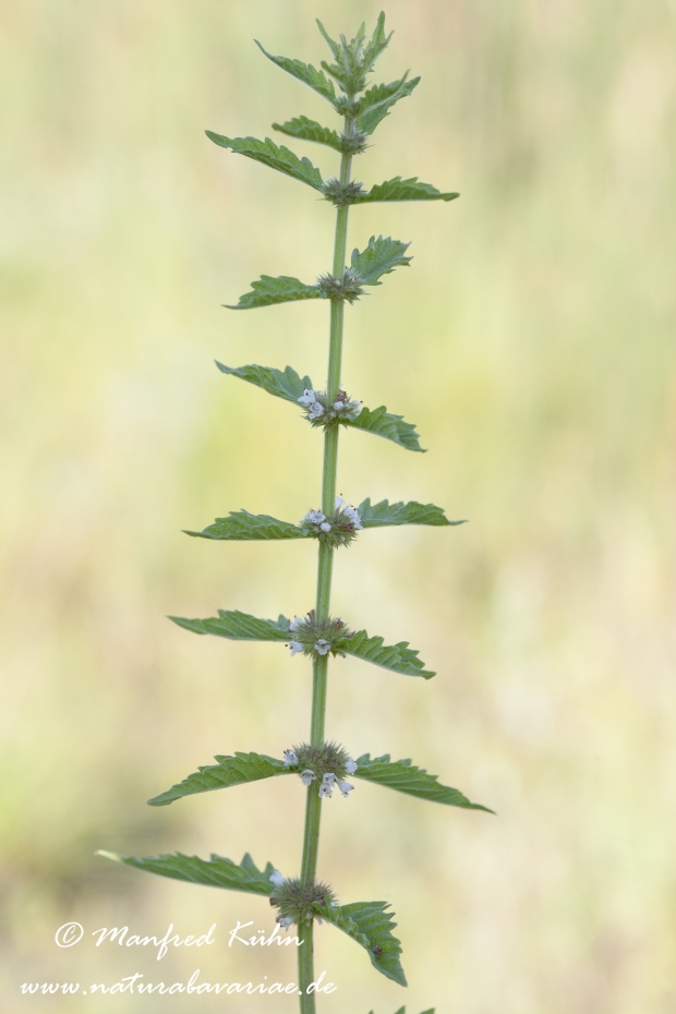 Wolfstrapp ()_0005