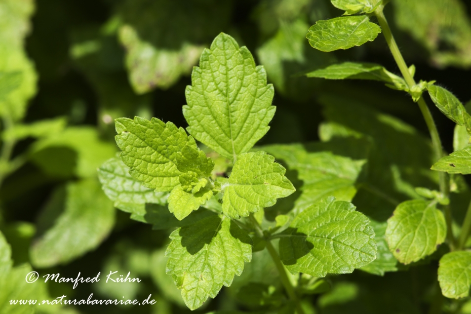 Zitronenmelisse ()_0001