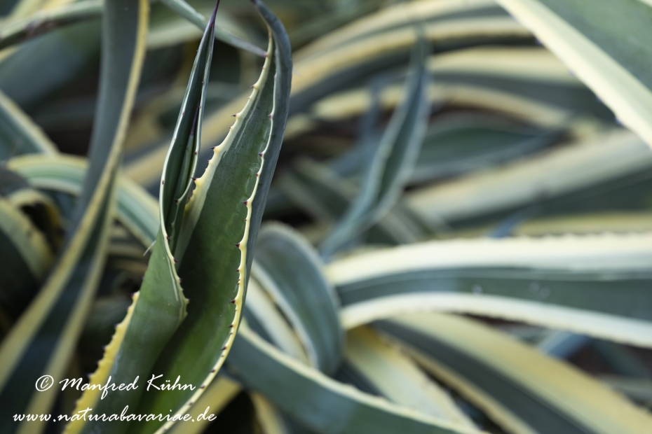 Agave (weissgestreifte)_0001