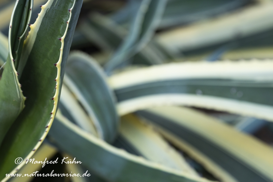 Agave (weissgestreifte)_0002