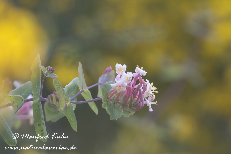Gartengeissblatt ()_0002